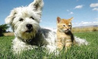 Honden