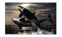 Orca